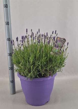 Lavandula ang. 'Hidcote'