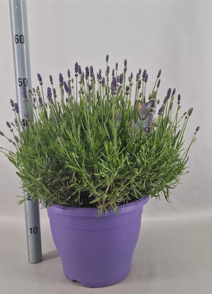 Lavandula ang. 'Hidcote'