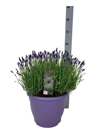 Lavandula ang. 'Hidcote'