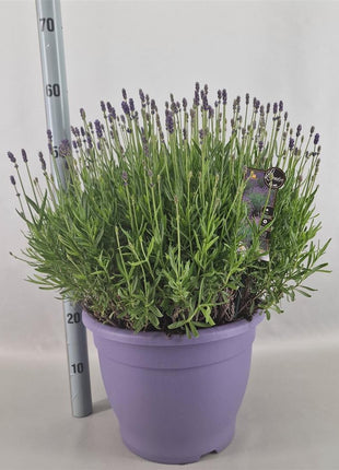 Lavandula ang. 'Hidcote'