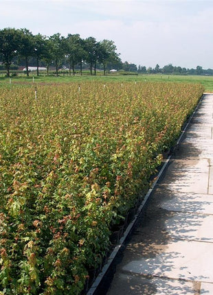 Acer campestre