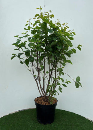 Amelanchier spicata
