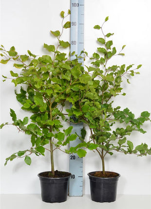 Fagus sylvatica