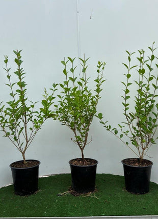 Ligustrum ovalifolium