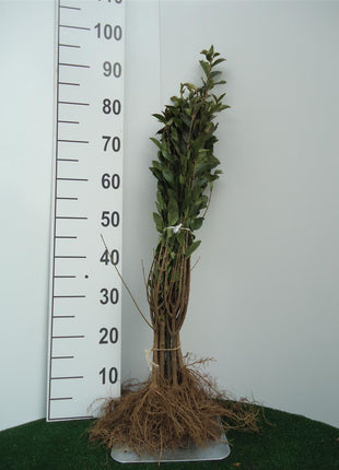 Ligustrum ovalifolium