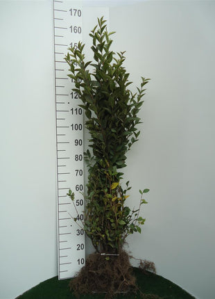 Ligustrum ovalifolium