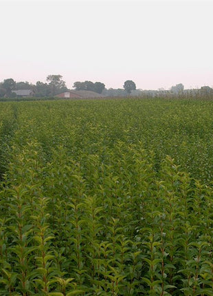 Ligustrum ovalifolium
