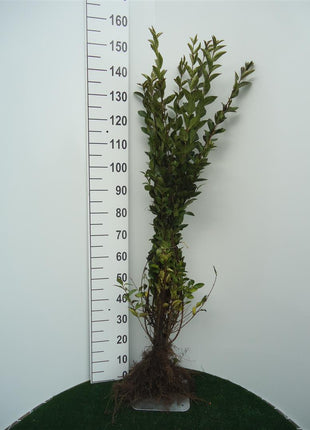 Ligustrum ovalifolium