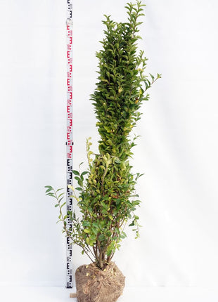 Ligustrum ovalifolium
