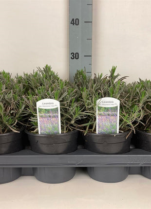 Lavandula int. 'Phenomenal'®