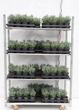Lavandula int. 'Sensational'®