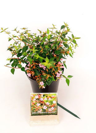 Abelia 'Edward Goucher'