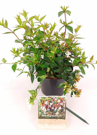 Abelia grandiflora