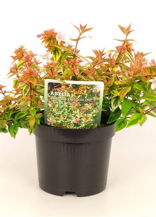 Abelia 'Kaleidoscoop'®