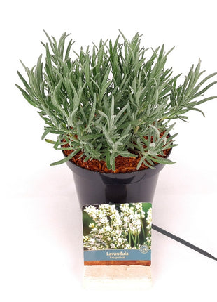 Lavandula int. 'Exceptional'®