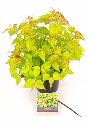 Leycesteria formosa 'Little Lantern'®