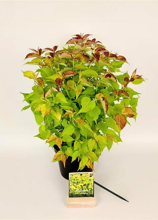 Leycesteria formosa 'Little Lantern'®