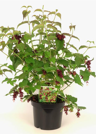 Leycesteria formosa
