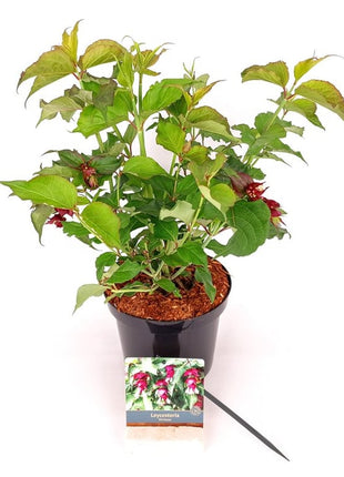 Leycesteria formosa