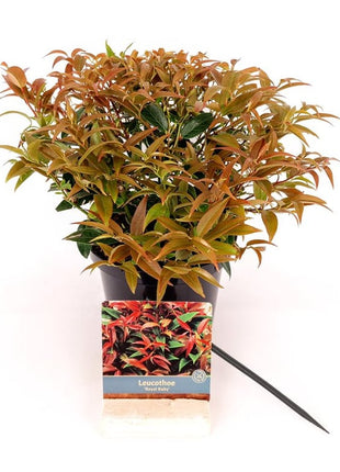 Leucothoe keiskei 'Royal Ruby'