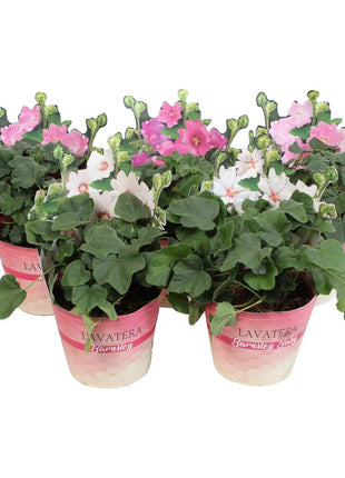 Lavatera in cultivars