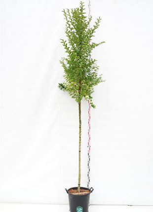 Ligustrum ovalifolium