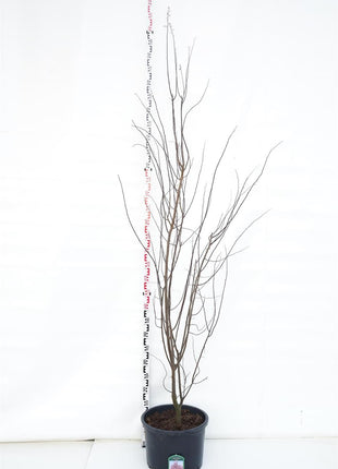Prunus cer. 'Nigra'
