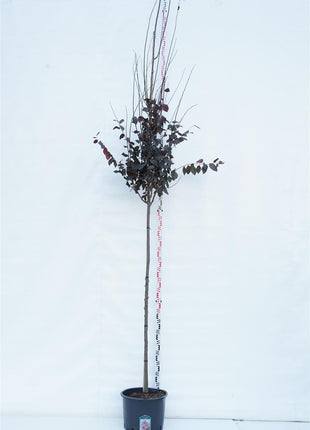 Prunus cer. 'Nigra'