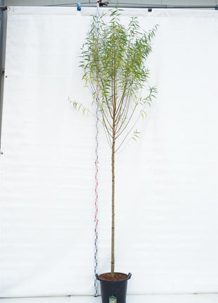Salix fragilis