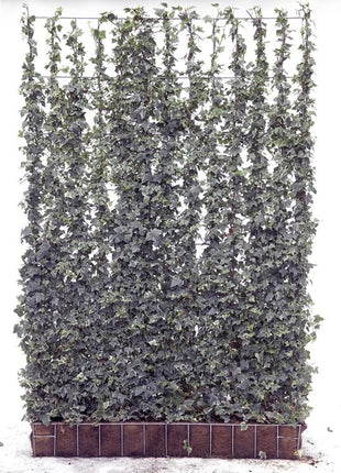 Hedera hel. 'Glacier'