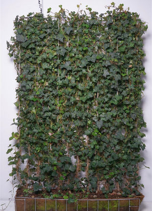 Hedera hibernica