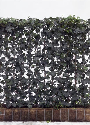 Hedera hel. 'Woerner'