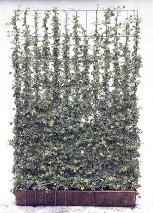 Hedera hel. 'White Ripple'