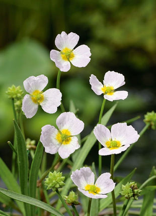 Baldellia ranunculoides