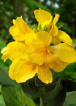Canna geel/gelb/yellow