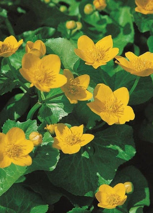 Caltha palustris