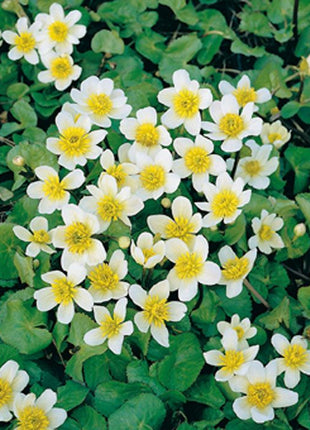 Caltha palustris alba