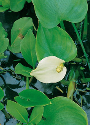 Calla palustris
