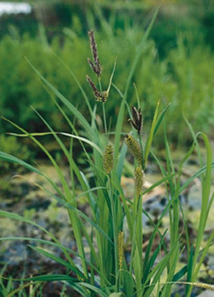 Carex riparia