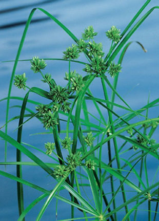 Cyperus alternifolius