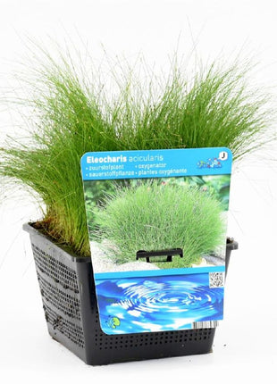 Eleocharis acicularis