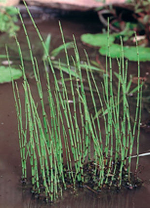 Equisetum fluviatile