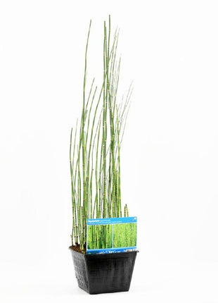 Equisetum japonicum