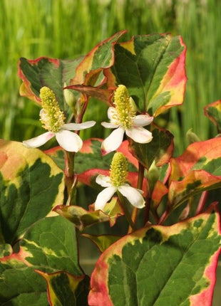 Houttuynia cordata 'Chameleon'