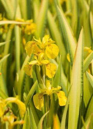Iris pseudac. 'Variegata'