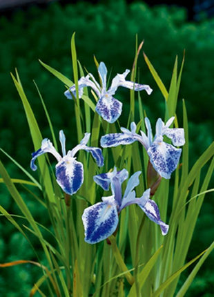Iris laev. 'Mottled Beauty'
