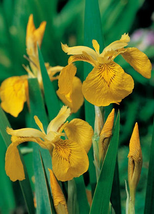 Iris pseudacorus