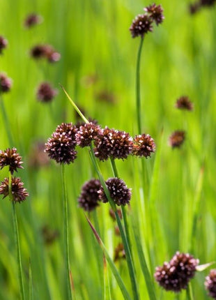 Juncus ensifolius