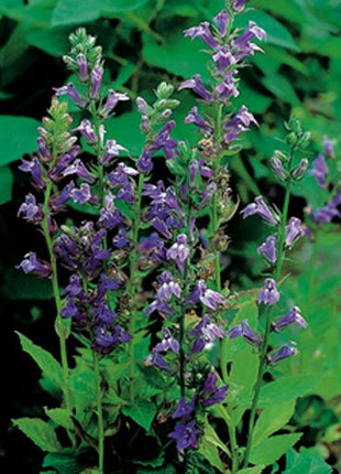 Lobelia siphilitica