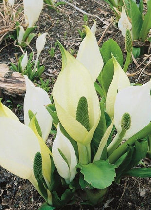 Lysichiton camtschatcensis